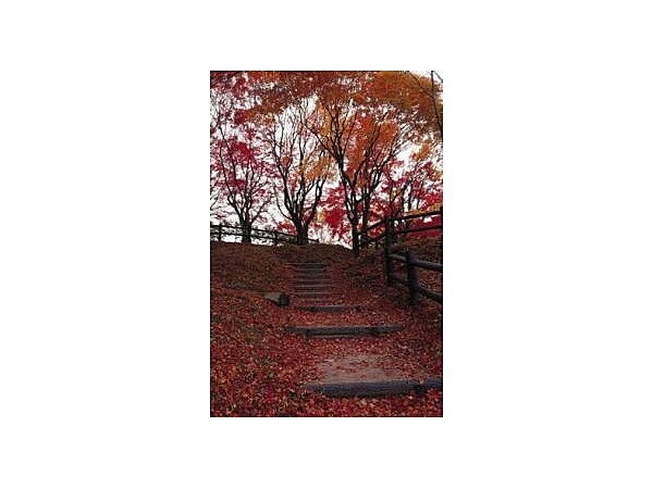 王地山公園の紅葉