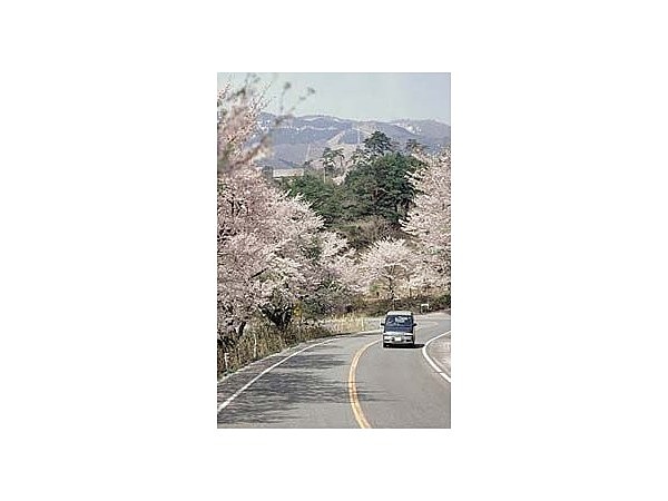 よの木坂の桜
