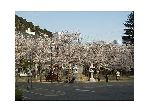 鹿島扇平自然公園の桜