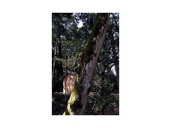 小江神社の大ケヤキ