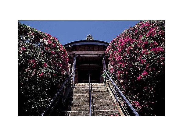 妙見社のツツジ