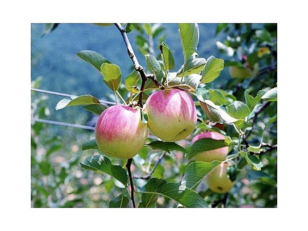 原観光リンゴ園