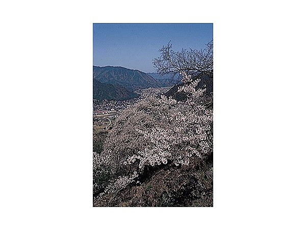 立雲峡の桜