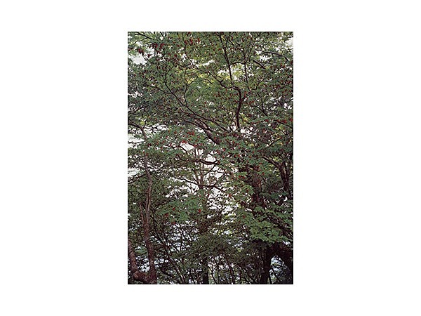 氷ノ山東尾根のツツジ類群生地