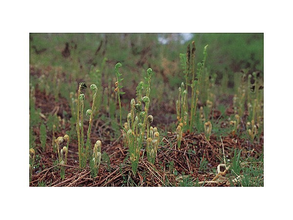 鉢伏高原のヤマドリゼンマイ群落