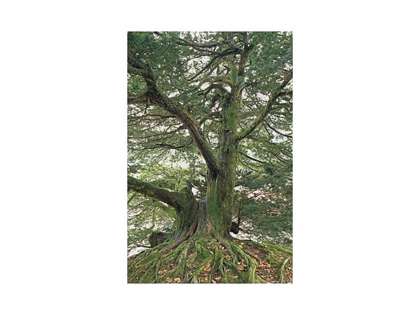 丹戸のキャラボク