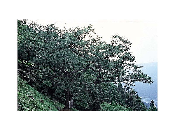 口大屋の大アベマキ