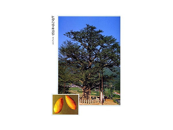 能座のヒダリマキガヤ