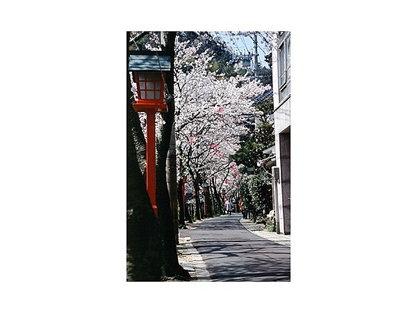 城崎温泉街の桜