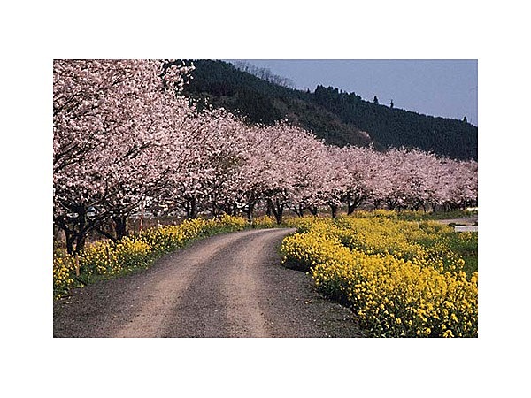 ゲンジホタル保護区域