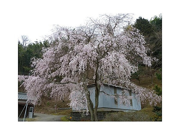 小野豆しだれ桜