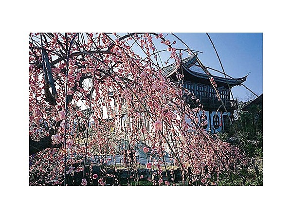 世界の梅公園のウメ
