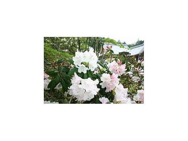 本郷のシャクナゲ