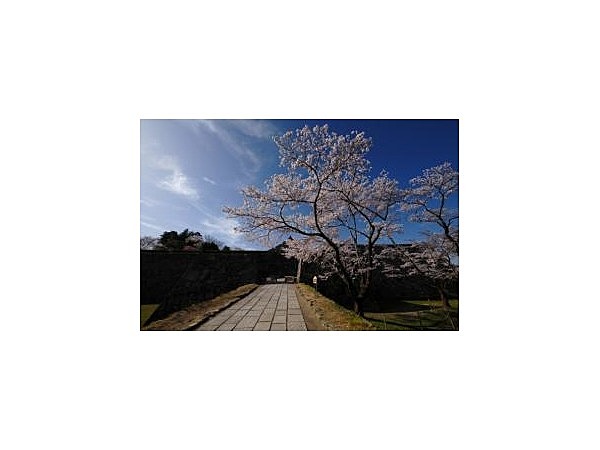 篠山城跡の桜