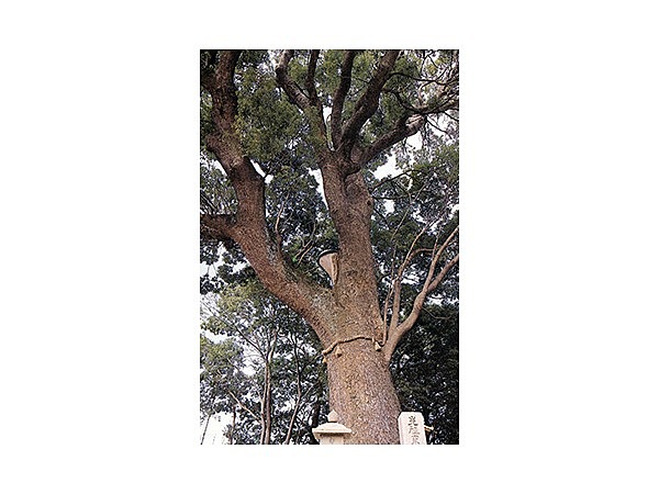 法巖寺の大クス