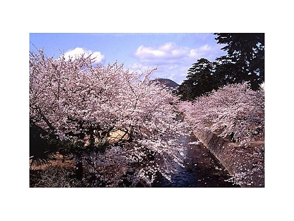 夙川公園の桜