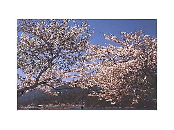 甲山周辺の桜