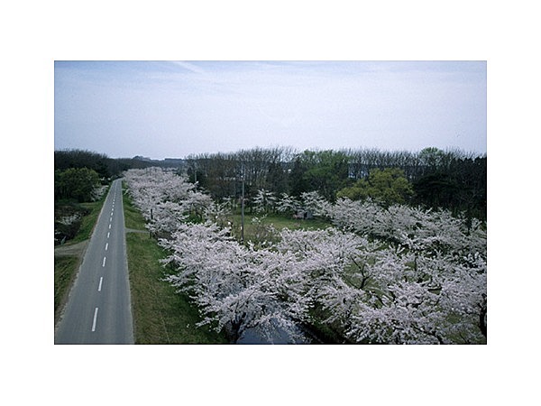小川原湖千本桜