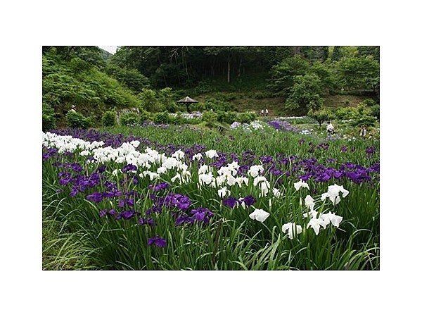 おじいちゃんとおばあちゃんの西新宿花しょうぶ園