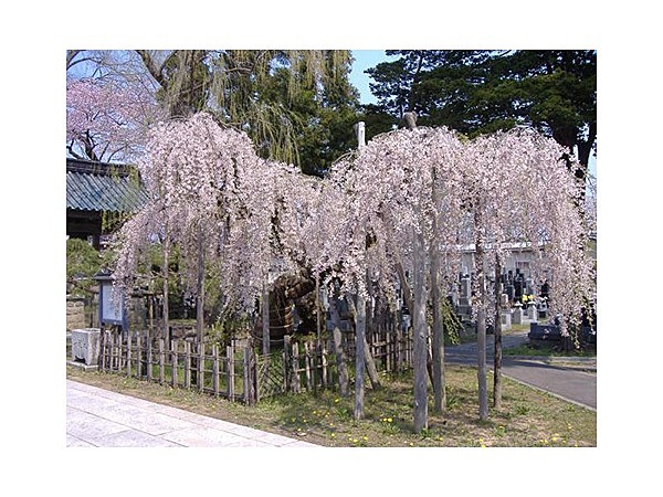 西光寺のシダレザクラ