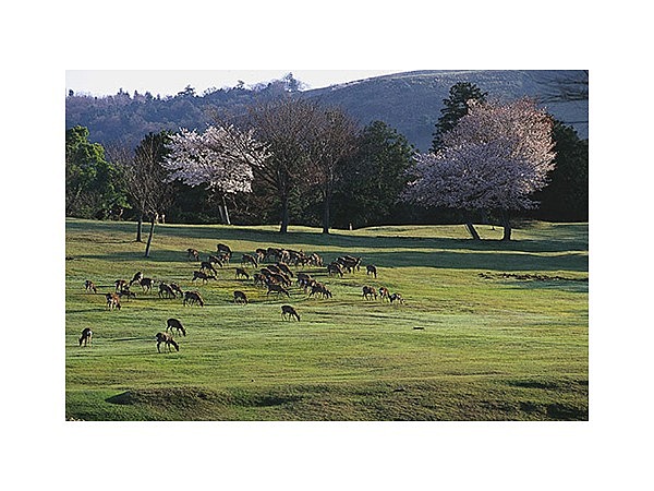 奈良公園