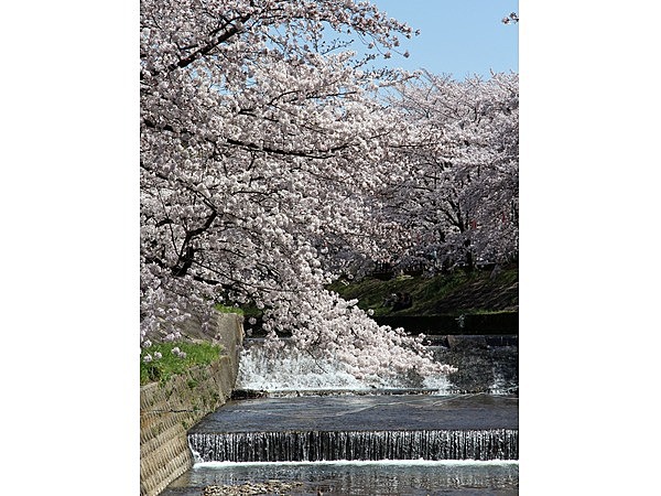 佐保川堤桜並木