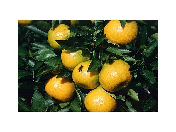 山の辺みかん狩り