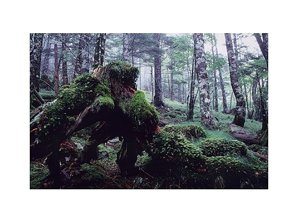 正木ヶ原の原生林