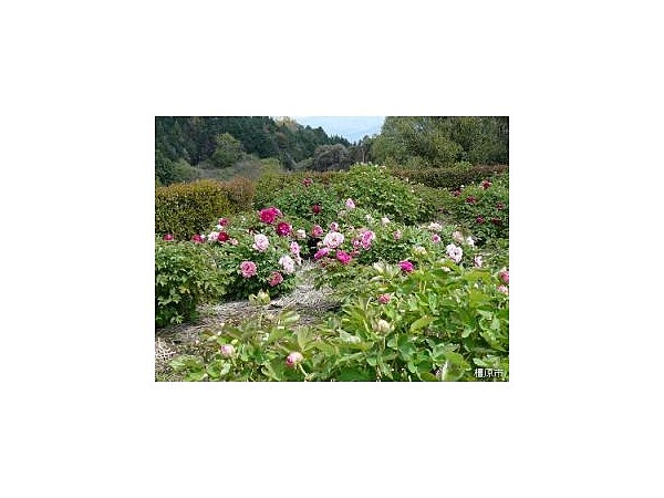 万葉の丘スポーツ広場　ボタン園