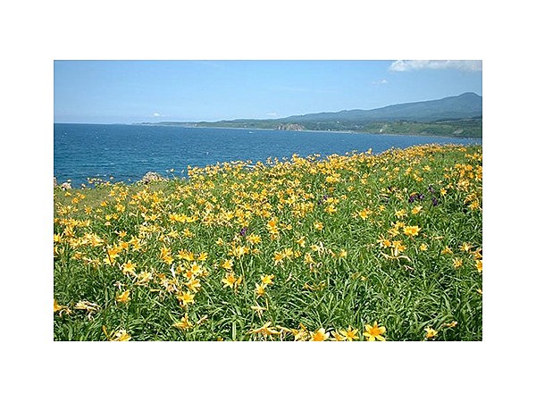 ニッコウキスゲ