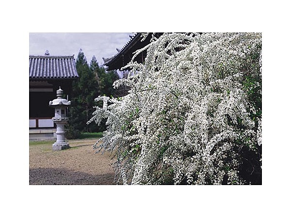 海龍王寺のユキヤナギ