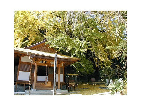 来迎院の大イチョウ