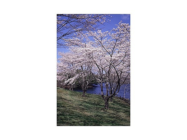 早掛沼公園の桜