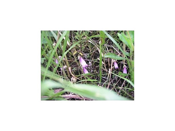 曽爾高原のナンバンギセル