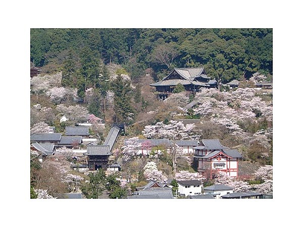 長谷寺の桜