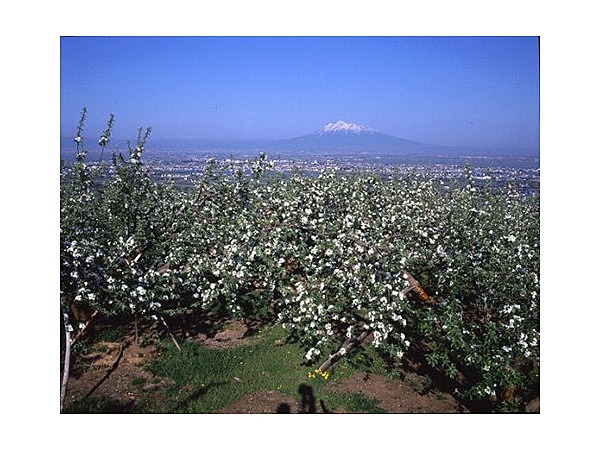 観光リンゴ園のリンゴの花