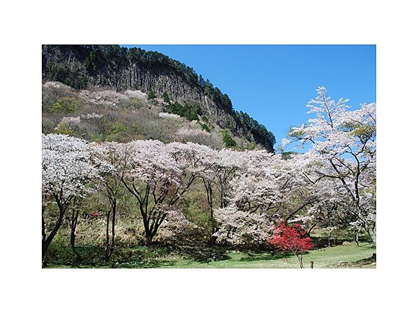 屏風岩公苑の桜
