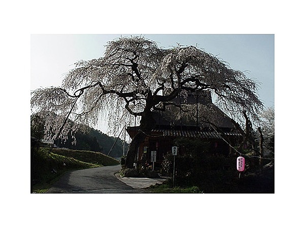 西光寺の枝垂桜