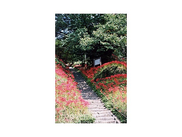 佛隆寺のヒガンバナ