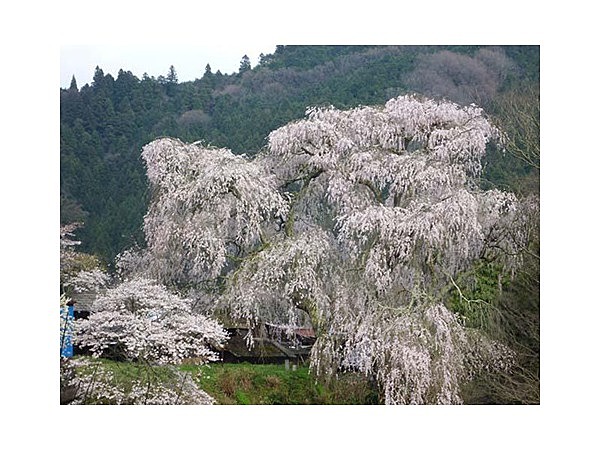大照寺跡枝垂桜