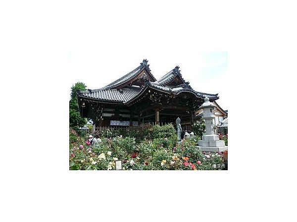 おふさ観音　バラまつり