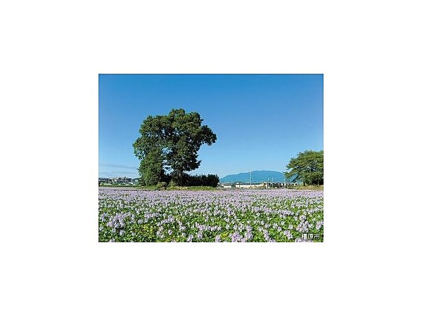 本薬師寺跡　ホテイアオイ