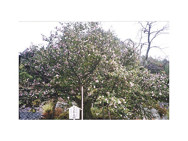 サザンカの老樹