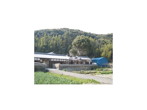 玉置家のクスノキ