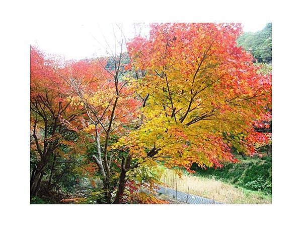 大滝川森林公園