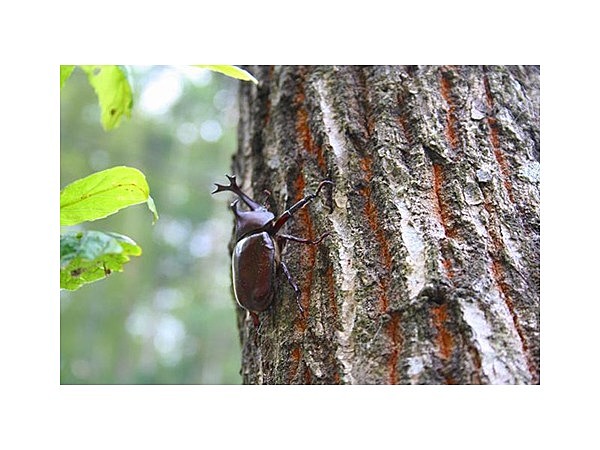 カブト虫の森