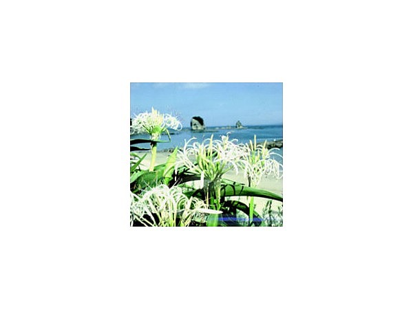 ハマユウ自生地