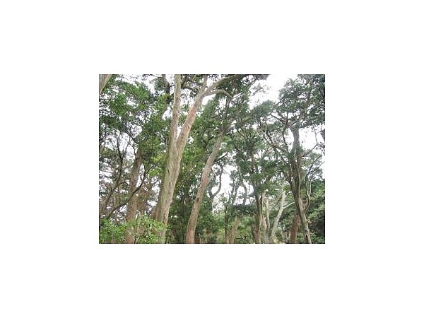 イヌマキの純林