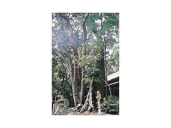 切目王子神社のホルトの木