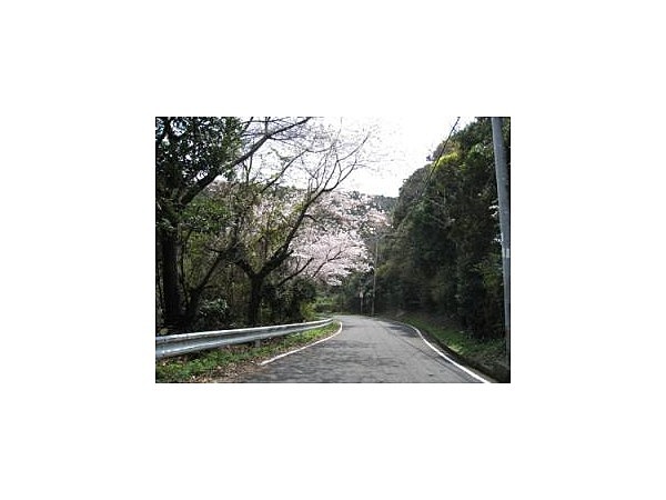 比井崎海岸桜並木道